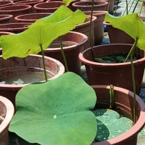 盆栽观赏荷花