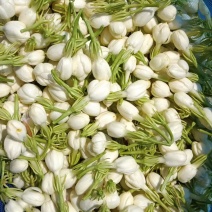 广西横县茉莉鲜花，当天现摘现发