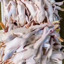 白条鸭厂家直销量大从优