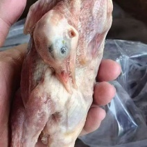 乳鸽