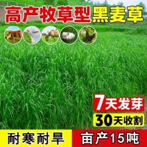 进口黑麦草种子四季常青四季鸡鸭牛羊鱼高产多年生耐寒牧草种