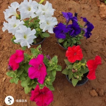 矮牵牛，规格齐全，花色多样，一手货源，大量有货，基地直发