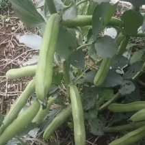 蚕豆