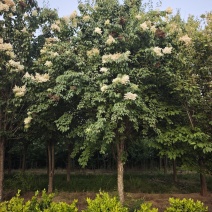 爆马丁香