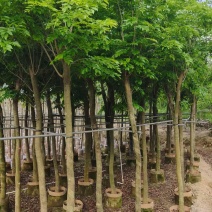 海南黄花梨8－9公分出售