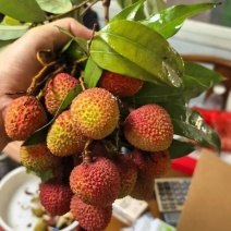 荔枝产地直发一件代发