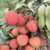 荔枝