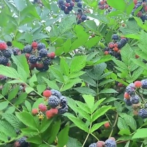 新品种无敕黑树梅