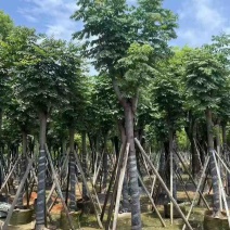 黄山栾树(国庆花)骨架8-25分，基地直销，一手货源