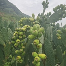 凉山“仙人果”