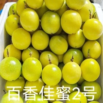 百香佳蜜2号粒粒黄金果口口桂花香