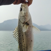 七星鲈鱼苗