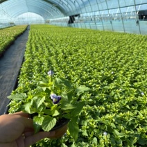 观花植物夏堇120杯，紫白、粉红双色，基地有量，欢迎订购