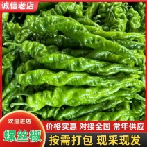 【精选】新鲜螺丝椒品质保证视频看货量大从优代发全国