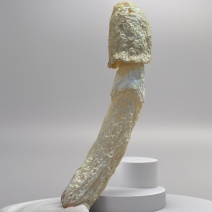 深山竹荪无硫原色干货煲汤火锅优选可散装量大批发