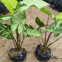 合果芋(白蝴蝶)20-30高，3斤袋，7斤袋，大量低价出售