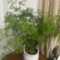 云南昆明宜良县自家种植基地蓬莱松优质松树全年有现货