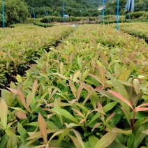 广东木荷小苗芽基地直发货源充足欢迎随时电话咨询