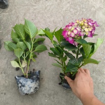 绣球容器苗，高度20，30，40厘米各种规格，基地批发