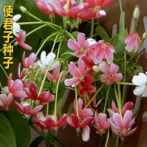 使君子种子舀求子四君子爬藤植物阳台盆栽攀爬花卉药材史君子