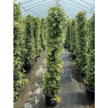风车茉莉风车茉莉小苗大小规格都有20厘米一1.8米