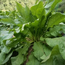 3年成熟食叶草鲜根