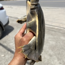 甲鱼