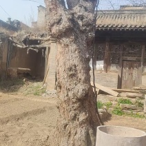 雷击木大枣树，500年肿瘤大枣树