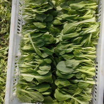 江苏省南通鸡毛菜