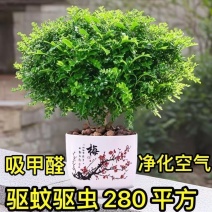 带盆正宗清香木胡椒木盆栽驱蚊草防虫绿植四季好养净化空气