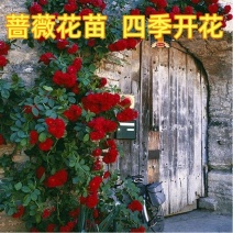 蔷薇花苗爬藤植物耐寒四季开花浓香大花地栽盆栽花卉攀爬庭院