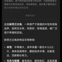 新西兰肉兔种兔，散养肉兔，健康活泼