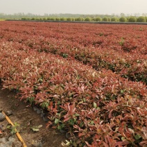 江苏红叶石楠大杯苗，小杯苗规格齐全苗圃直销基地直发