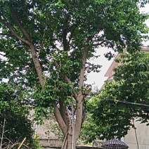 30多年杜仲树