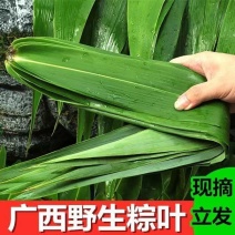 【新鲜现摘】粽叶新鲜大叶芦苇叶***粽子叶特大号芒叶