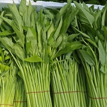 南通大叶白梗空心菜