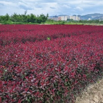 甘肃紫叶矮樱对接全国量大从优成活率高欢迎选购热卖全国