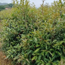 广东山杜英大量供应基地直发欢迎随时联系