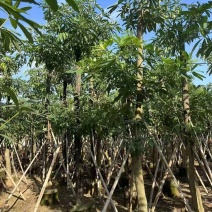 盆架子(灯台树)5--16分，