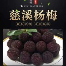 慈溪杨梅可一件代发可批量走