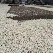 仓库是图片做饮料茉莉花茶