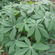 木薯叶新鲜现摘广西可食用喂宠物喂牛羊马兔