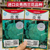 炎秀西兰花种子进口一代杂交西兰花品种西蓝花花椰菜种子绿色