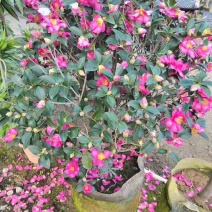 茶梅50-200高，一手货源，基地直销，大量低价出售