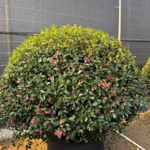 茶梅球50-200高，基地直销，一手货源，大量低价出售