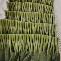 广东圆叶菜心