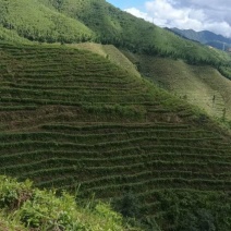 毛尖茶