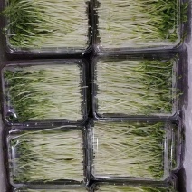浙江温州芽苗菜净菜豌豆苗/大量上市/量大价优/诚信经营