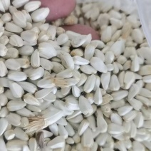 新疆的红花籽