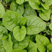 落葵汤菜木耳菜